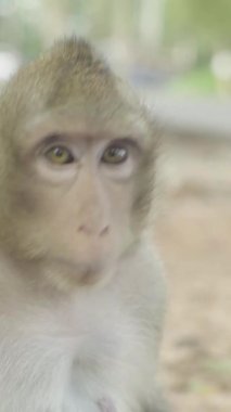 Monkey close-up in Cambodia Vertical video