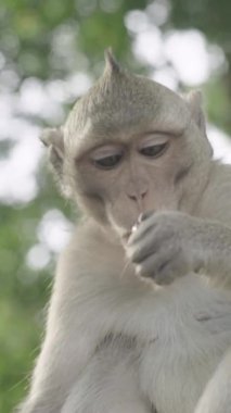Monkey close-up in Cambodia Vertical video