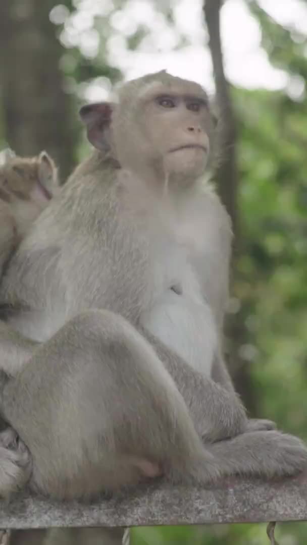 Monkey close-up in Cambodia Vertical video — Stok Video