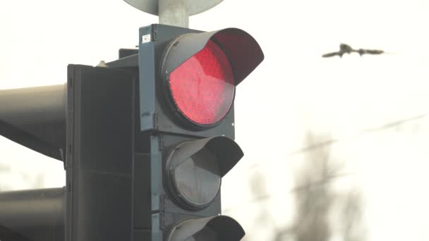 Ampel auf der Straße regelt den Verkehr — Stockvideo