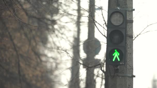 도시의 거리를 비추고 있는 보행자의 교통 신호등 — 비디오
