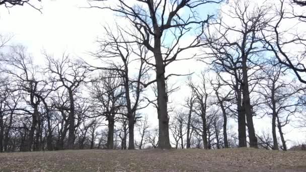 Flygfoto av en skog utan blad, slow motion — Stockvideo