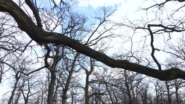 Levelek nélküli erdő légi kilátása, lassított felvétel — Stock videók