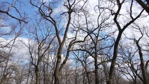 Vista aérea de uma floresta sem folhas, câmera lenta — Vídeo de Stock