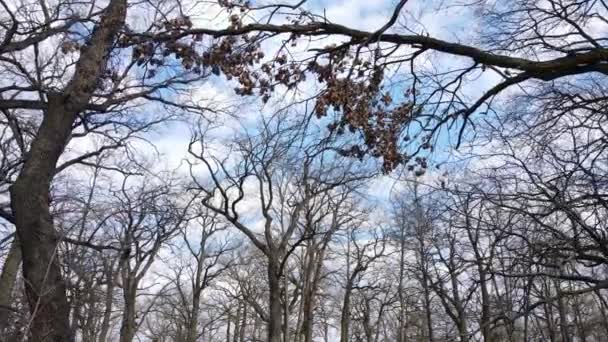 Luchtfoto van een bos zonder bladeren, slow motion — Stockvideo