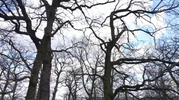 Pemandangan udara dari hutan tanpa daun, gerakan lambat — Stok Video