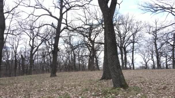 Vista aérea de un bosque sin hojas, cámara lenta — Vídeo de stock