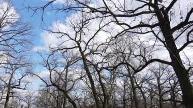 Yapraksız bir ormanın havadan görünüşü, yavaş çekim