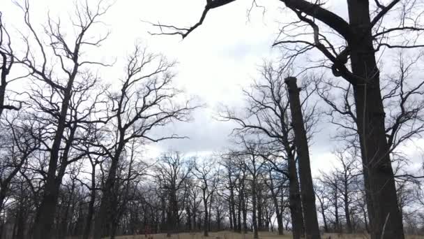 Aerial view of a forest without leaves, slow motion — Stock Video