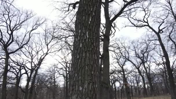 Flygfoto av en skog utan blad, slow motion — Stockvideo