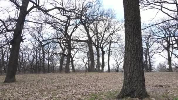 Pemandangan udara dari hutan tanpa daun, gerakan lambat — Stok Video