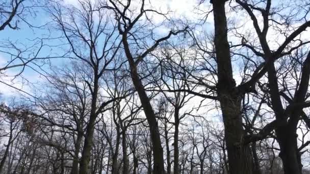 Вид с воздуха на лес без листьев, замедленная съемка — стоковое видео