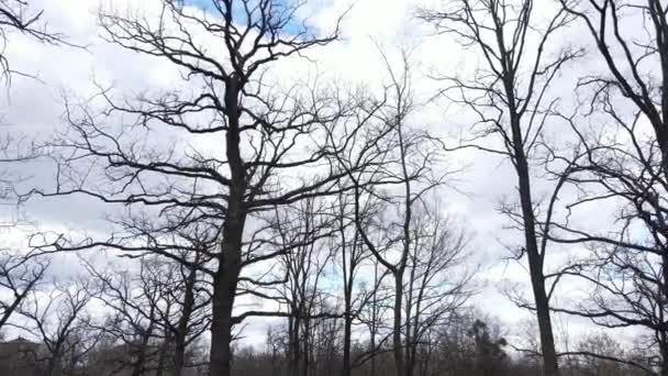 Vista aérea de un bosque sin hojas, cámara lenta — Vídeo de stock