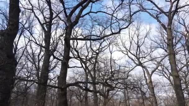 Widok z lotu ptaka na las bez liści, zwolniony ruch — Wideo stockowe