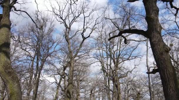 Vista aérea de un bosque sin hojas, cámara lenta — Vídeo de stock