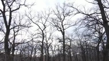 Yapraksız bir ormanın havadan görünüşü, yavaş çekim