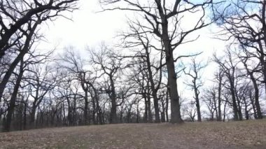 Yapraksız bir ormanın havadan görünüşü, yavaş çekim