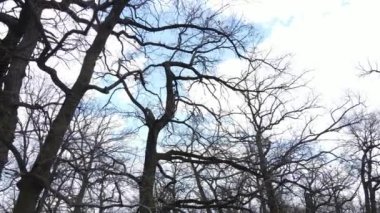 Yapraksız bir ormanın havadan görünüşü, yavaş çekim