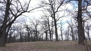 Yapraksız bir ormanın havadan görünüşü, yavaş çekim
