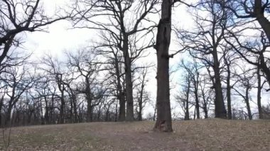 Yapraksız bir ormanın havadan görünüşü, yavaş çekim