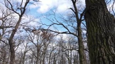 Yapraksız bir ormanın havadan görünüşü, yavaş çekim