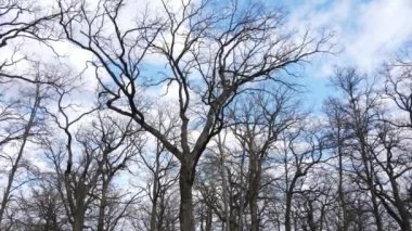 Yapraksız bir ormanın havadan görünüşü, yavaş çekim