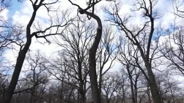 Yapraksız bir ormanın havadan görünüşü, yavaş çekim