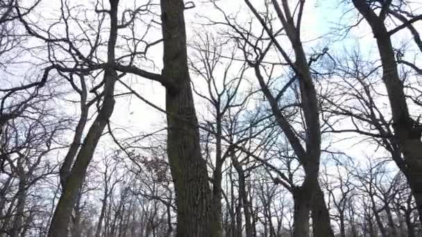 Vista aérea de un bosque sin hojas, cámara lenta — Vídeos de Stock