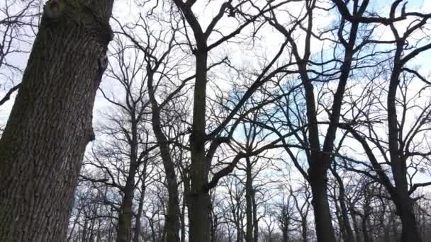 Aerial view of a forest without leaves, slow motion — Stock Video