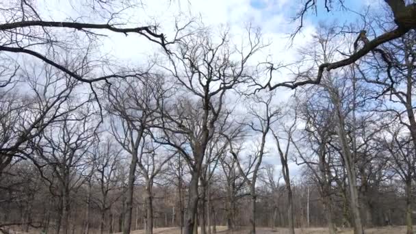 Flygfoto av en skog utan blad, slow motion — Stockvideo