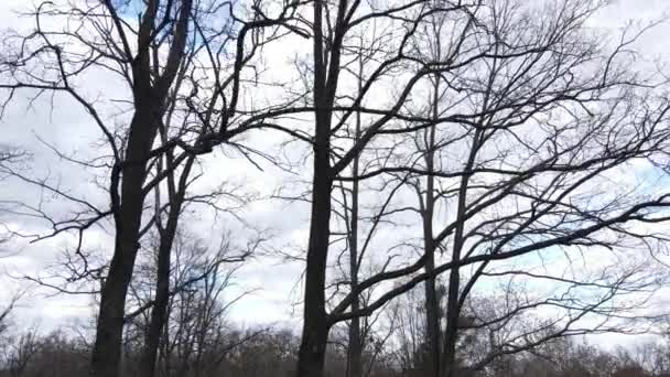 Vista aérea de uma floresta sem folhas, câmera lenta — Vídeo de Stock