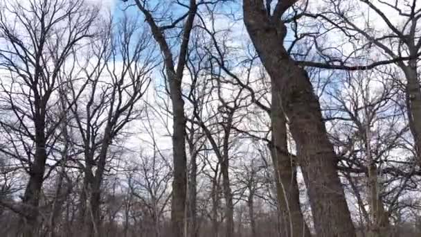 Vista aérea de un bosque sin hojas, cámara lenta — Vídeo de stock