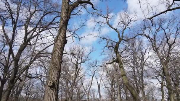 Luftaufnahme eines Waldes ohne Blätter, Zeitlupe — Stockvideo