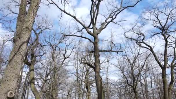 Vista aérea de un bosque sin hojas, cámara lenta — Vídeos de Stock
