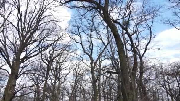 나뭇잎 이 없는 숲을 공중에서 보면 천천히 움직 이는 모습 — 비디오