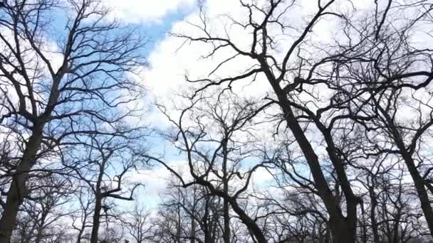 Вид с воздуха на лес без листьев, замедленная съемка — стоковое видео