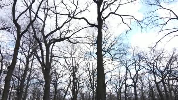 Letecký pohled na les bez listí, zpomalený pohyb — Stock video
