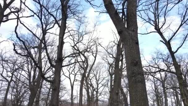 Veduta aerea di una foresta senza foglie, rallentatore — Video Stock