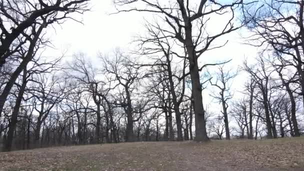 Vista aérea de un bosque sin hojas, cámara lenta — Vídeos de Stock