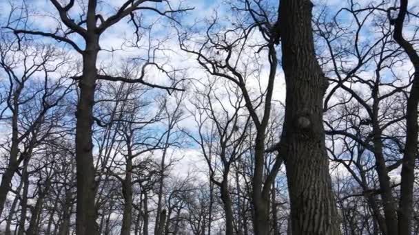 Aerial view of a forest without leaves, slow motion — Stock Video