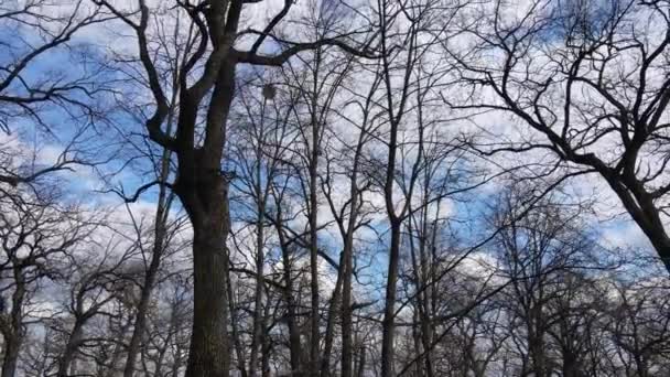 Vista aérea de un bosque sin hojas, cámara lenta — Vídeo de stock