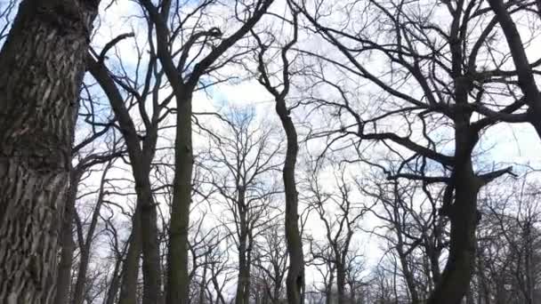 Vista aérea de un bosque sin hojas, cámara lenta — Vídeo de stock