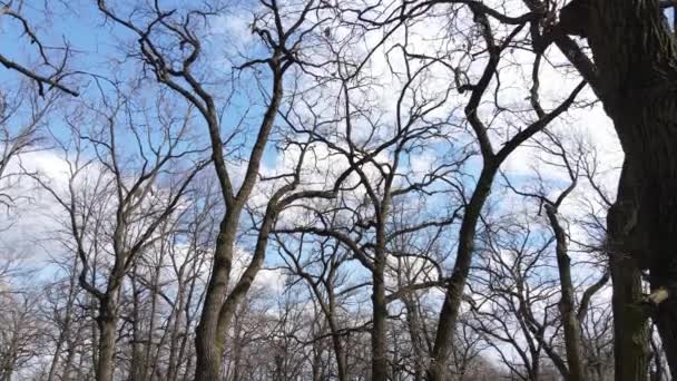 Vista aérea de un bosque sin hojas, cámara lenta — Vídeo de stock