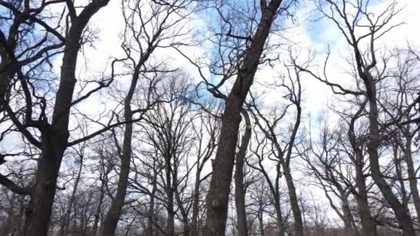 Aerial view of a forest without leaves, slow motion — Stock Video