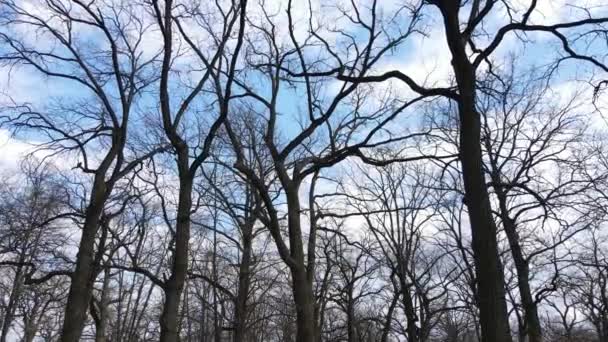 Vista aérea de un bosque sin hojas, cámara lenta — Vídeos de Stock