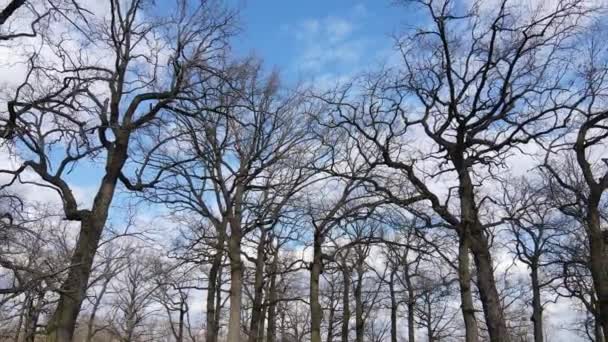 葉のない森の空中風景、スローモーション — ストック動画