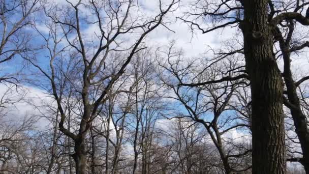 Vista aérea de uma floresta sem folhas, câmera lenta — Vídeo de Stock