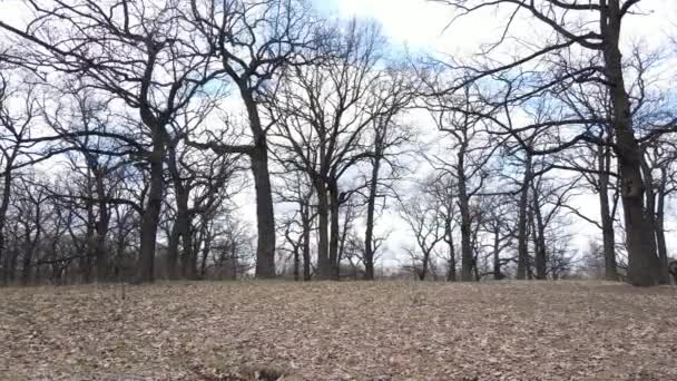 Vista aérea de un bosque sin hojas, cámara lenta — Vídeos de Stock