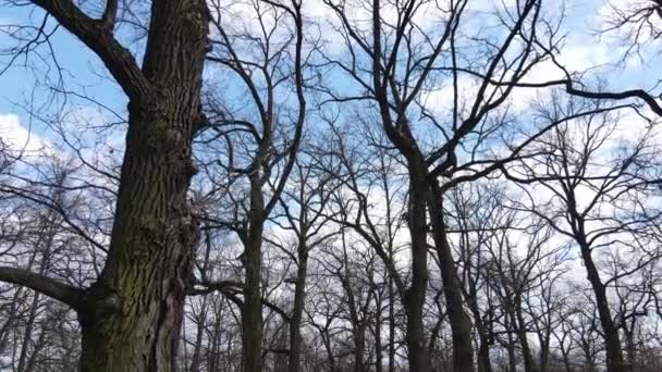 पत्तियों के बिना एक जंगल का हवाई दृश्य, धीमी गति — स्टॉक वीडियो
