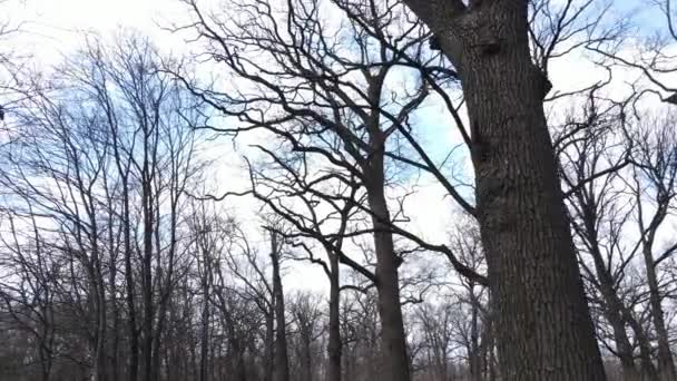 Levelek nélküli erdő légi kilátása, lassított felvétel — Stock videók